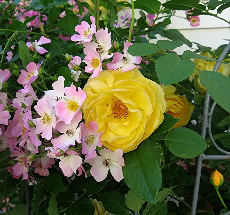 Shade tolerant roses zone 5
